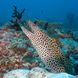 Honeycomb Moray Eel - Maldives Scuba Diving