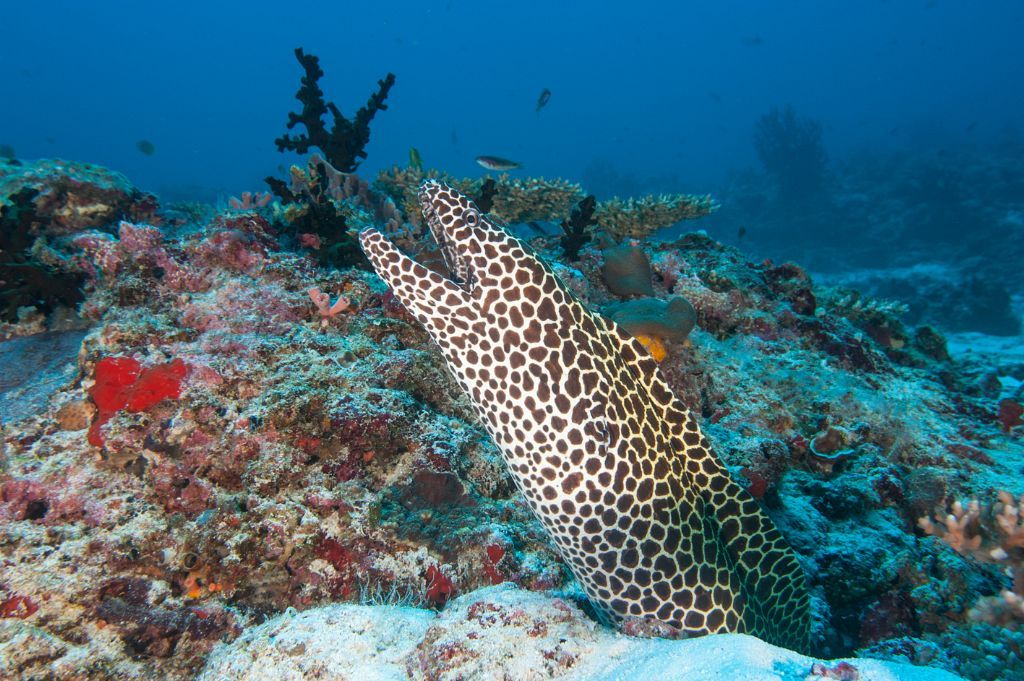 Honeycomb Moray Eel - Maldives Scuba Diving