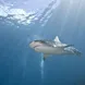 Shark - Sea Hunter