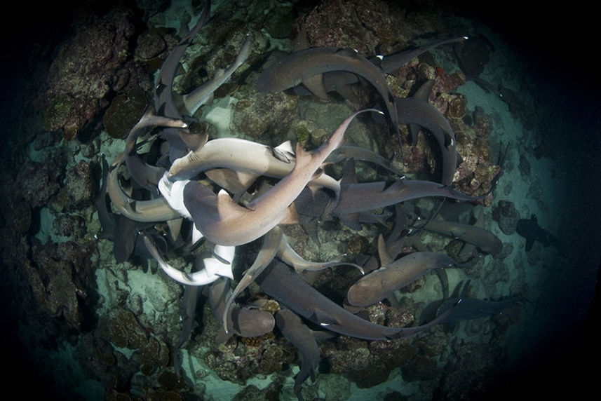 Requin - Sea Hunter