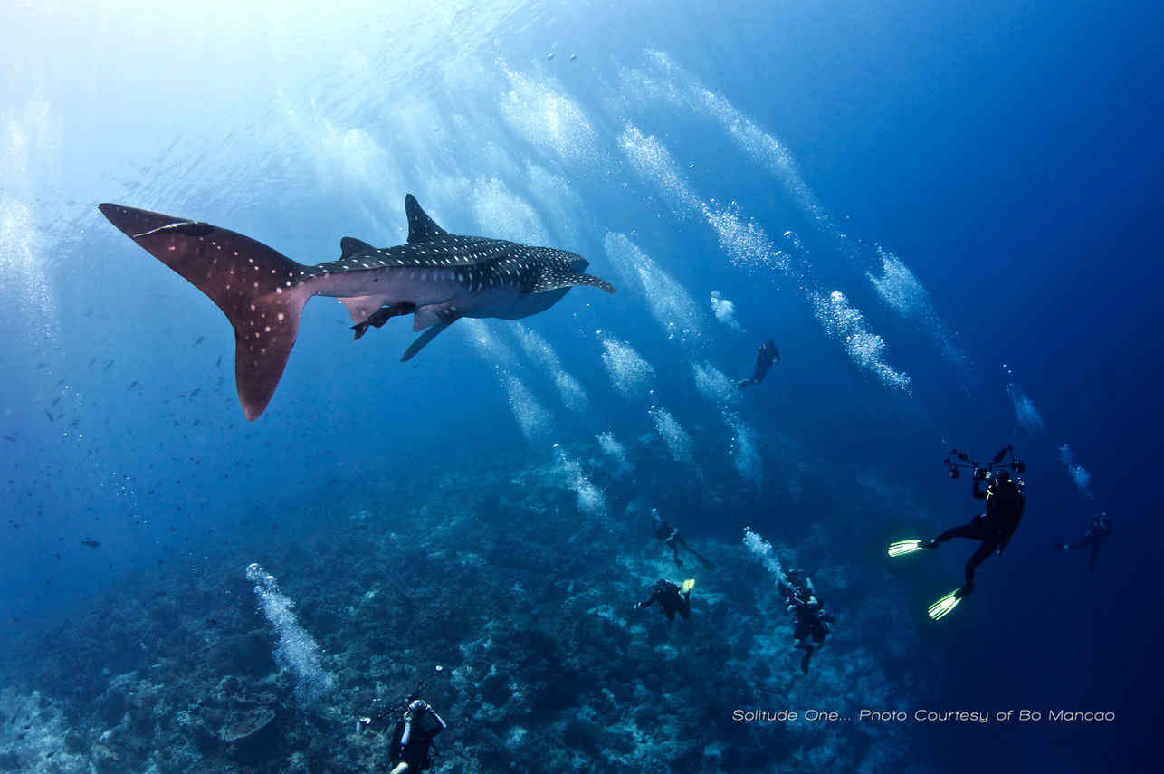 Vida Aquatica  - Solitude One