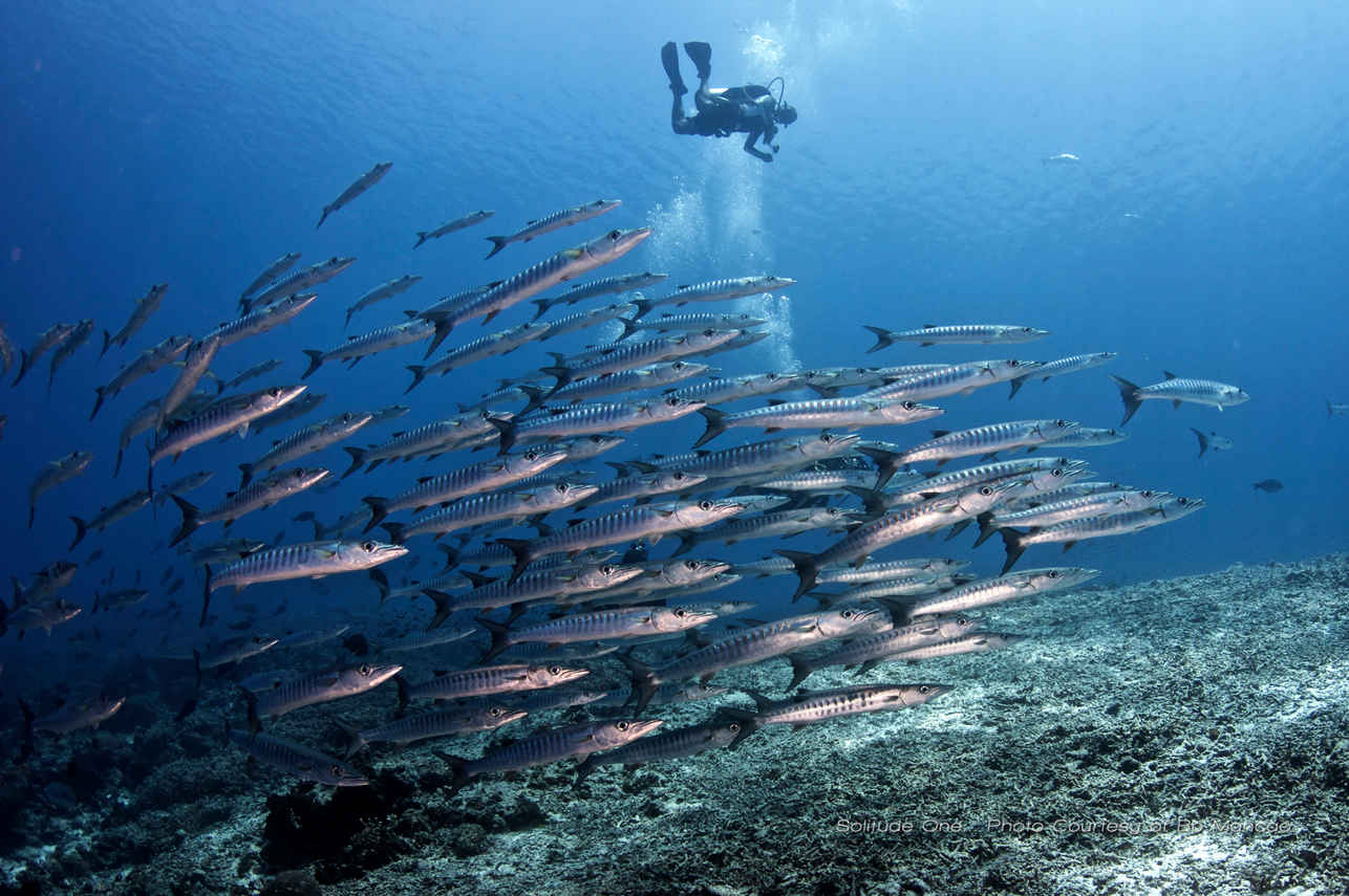 Vida Aquatica  - Solitude One