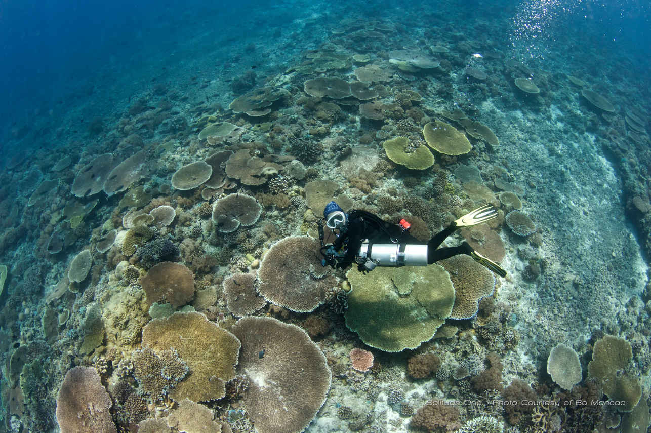 Vida Aquatica  - Solitude One