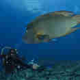 Marine Life - Solitude One