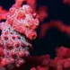 Pygmy Seahorses in Raja Ampat