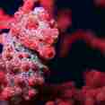 Marine Life - Sea Safari VI