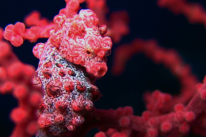 Pygmy Seahorses in Raja Ampat