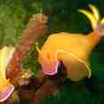 Marine Life - Sea Safari VI