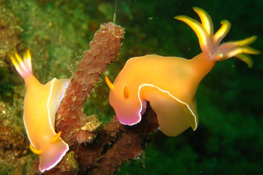 Cool Nudis in Lembeh