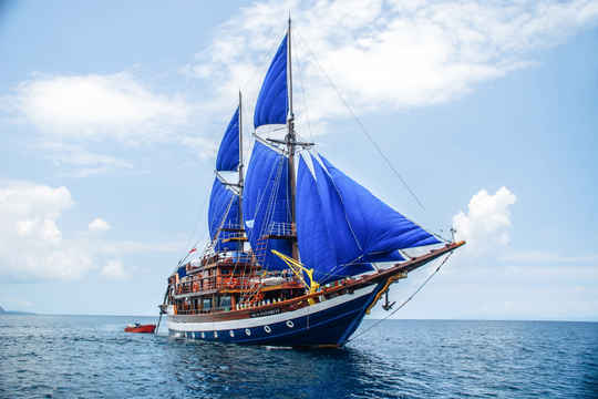 Sea Safari VI