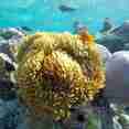 Nemos