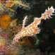 Ghost Pipefish - Diving the Andaman Sea