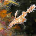 Ghost Pipefish - Diving the Andaman Sea