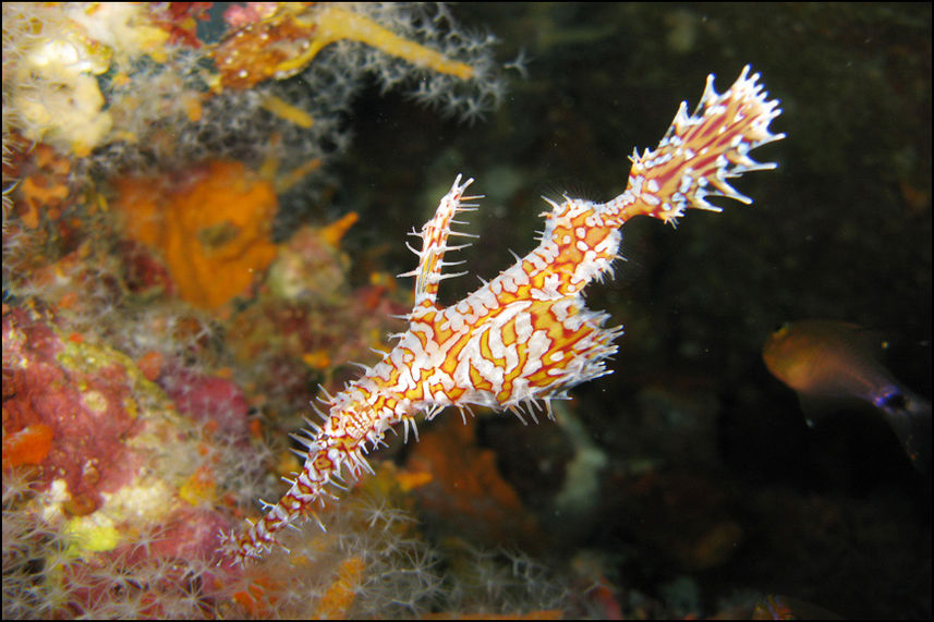 Ghost Pipefish - Diving the Andaman Sea