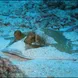 Blue Spotted Stingray - Similan Diving