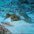 Blue Spotted Stingray - Similan Diving