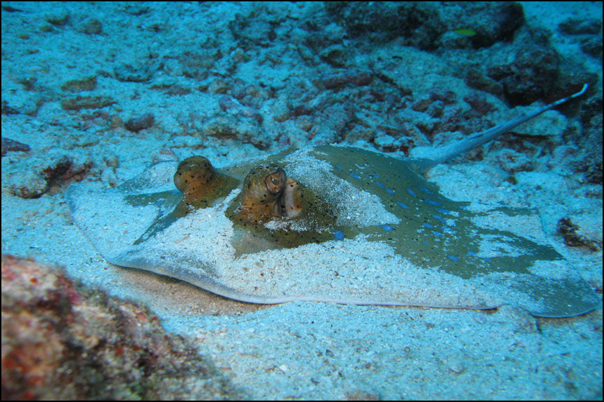 Blue Spotted Stingray - Similan Diving