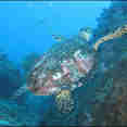 Scuba diving with Turtles