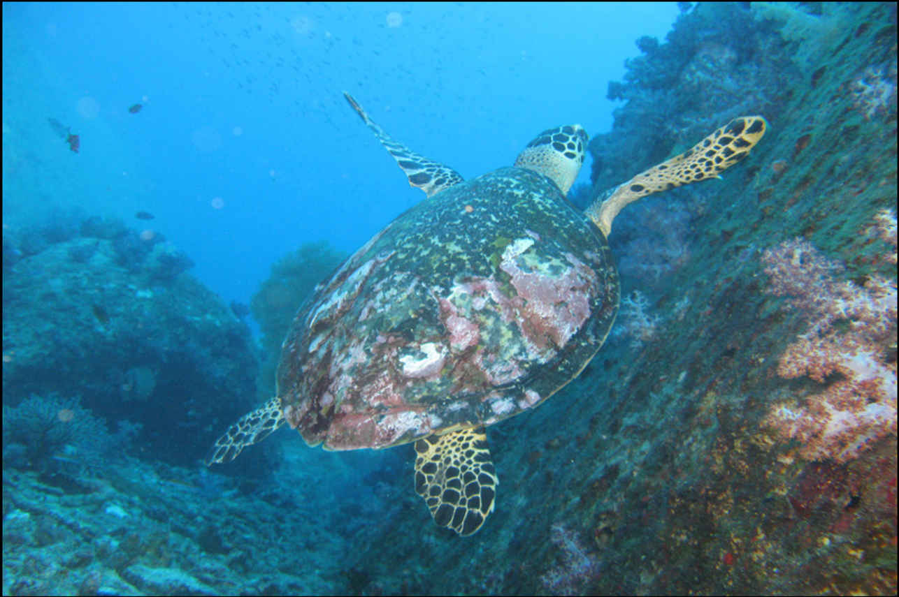 Scuba diving with Turtles