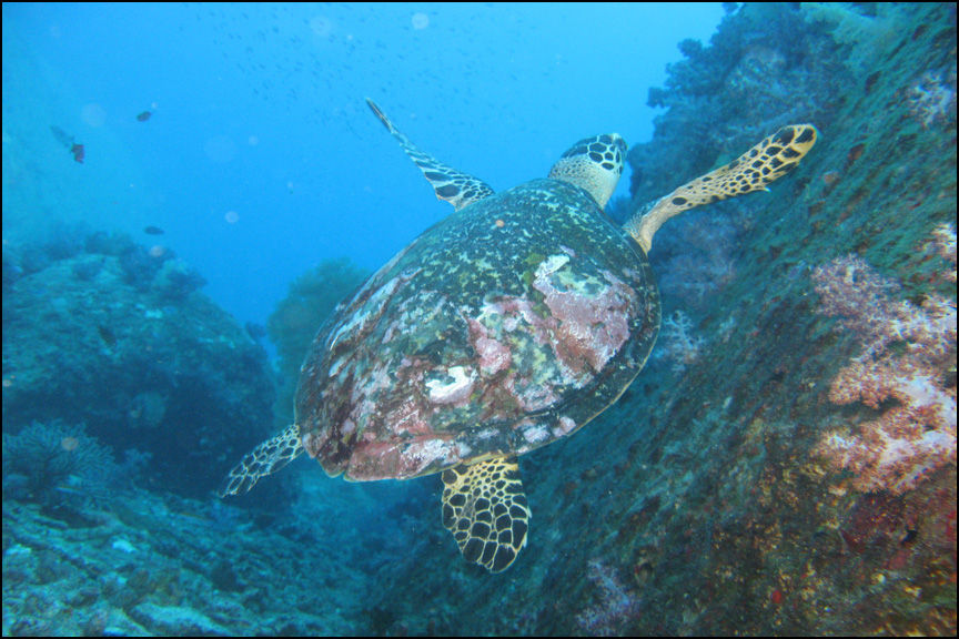 Scuba diving with Turtles