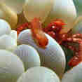 Anemone with crab closeup