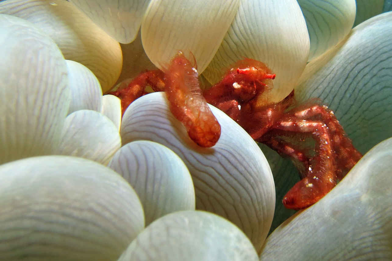 Anemone with crab closeup