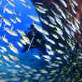 Diver with fuseleer and wreck