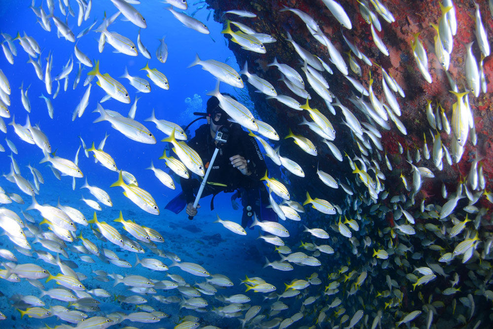 Diver with fuseleer and wreck