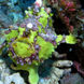 Frogfish