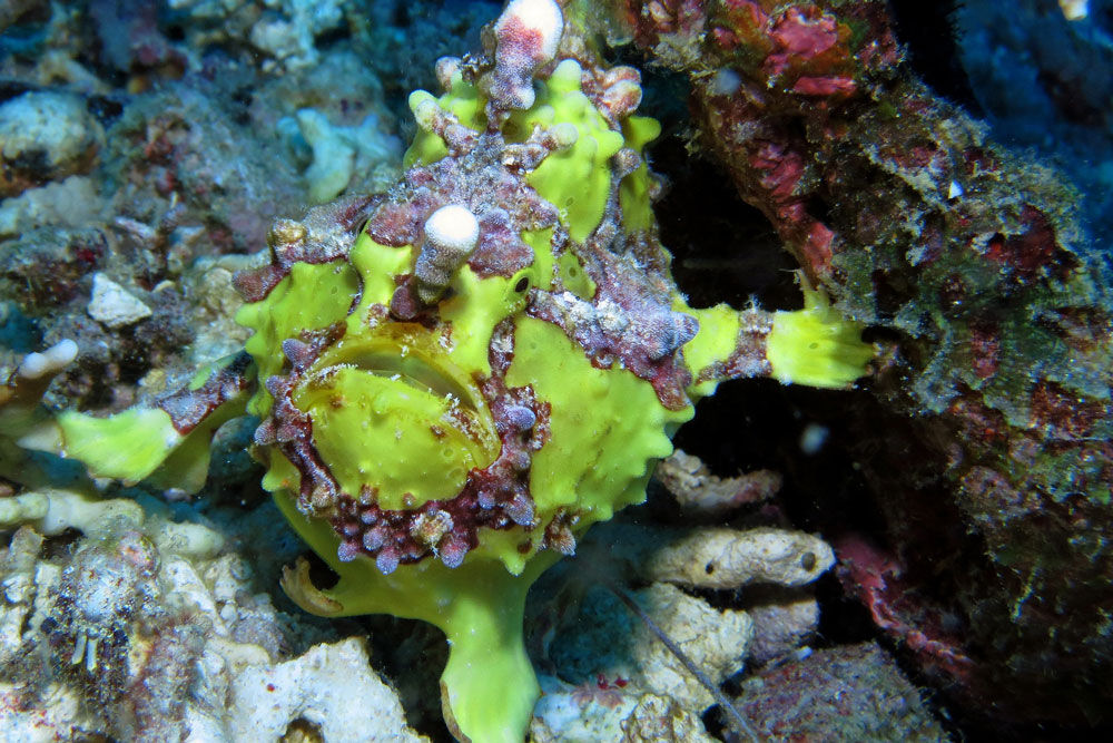 Frogfish