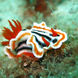 Nudibranch