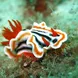 Nudibranch