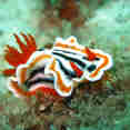 Nudibranch