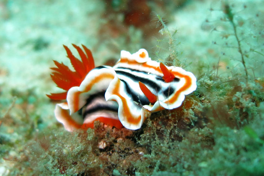 Nudibranch