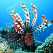 Reef Lionfish