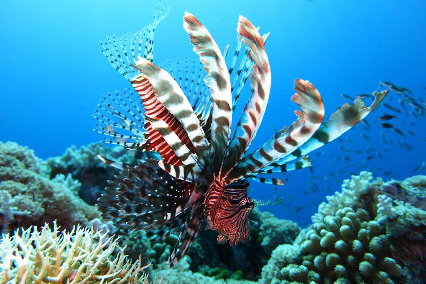 Reef Lionfish