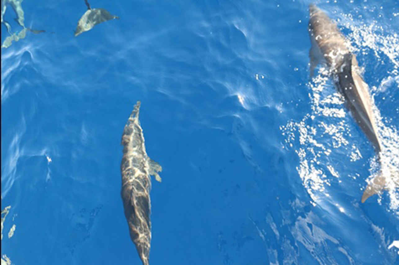 Dolphin