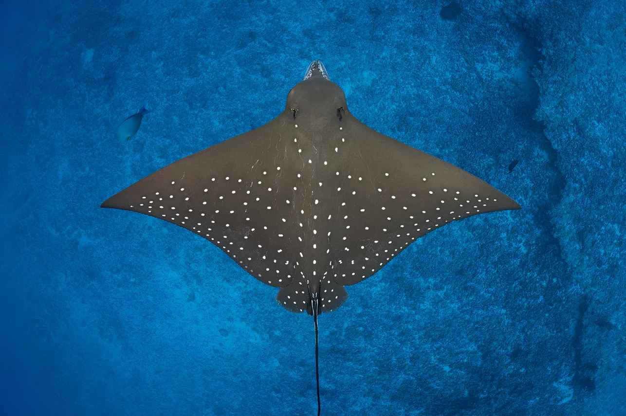 Vida Aquatica - DUNE Theia