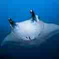 Manta Ray  - DUNE Theia
