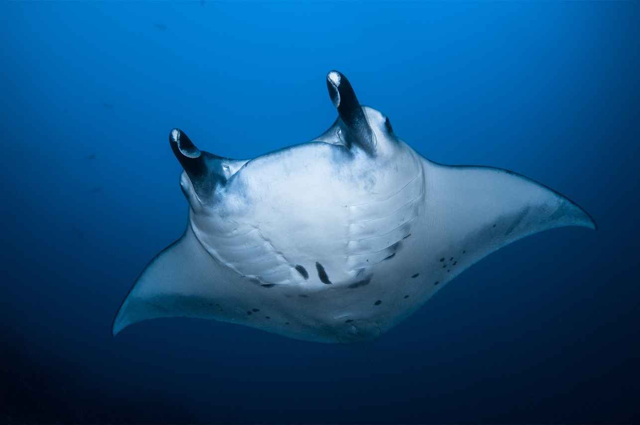 Manta Ray  - DUNE Theia