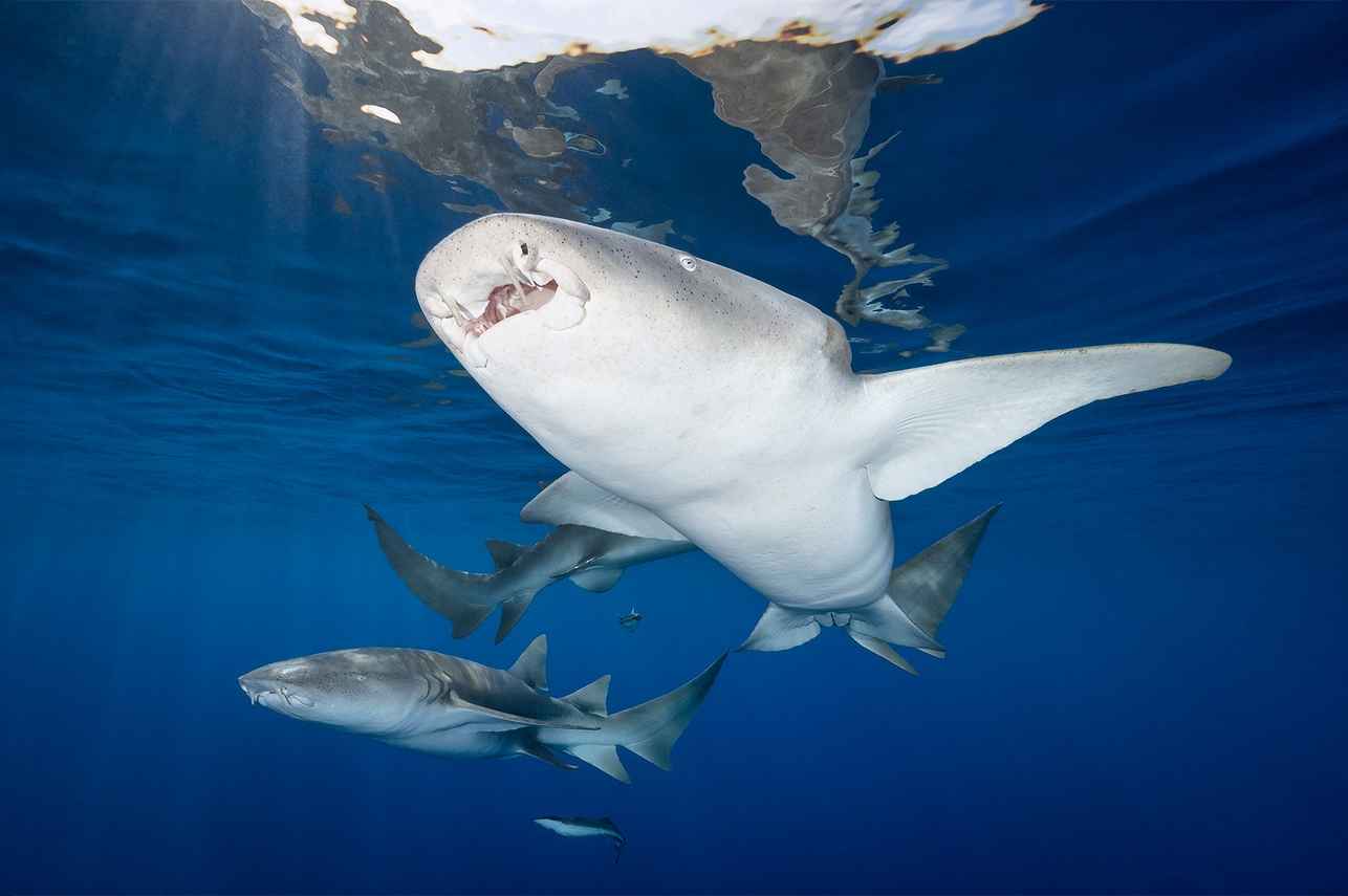 Vida Aquatica  - DUNE Theia