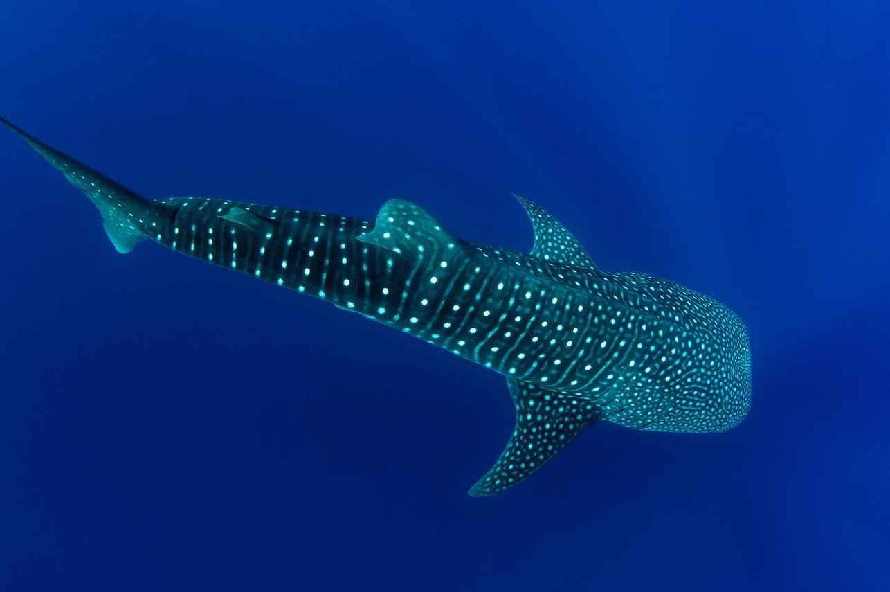 Vida Aquatica  - DUNE Theia