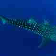 Vida Aquatica  - DUNE Theia