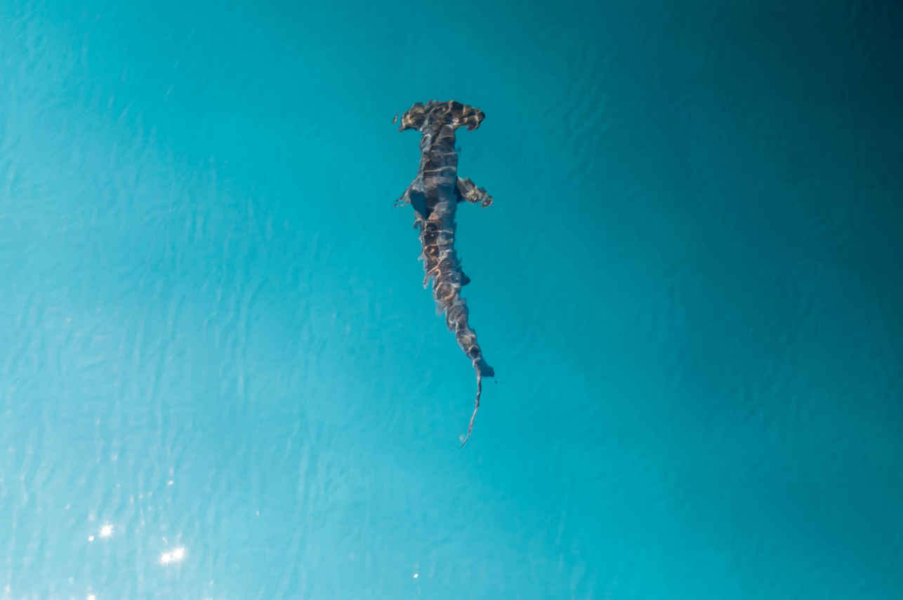 Vida Aquatica  - Theia