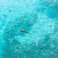 Vie aquatique - Theia