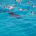 Snorkelling - Theia