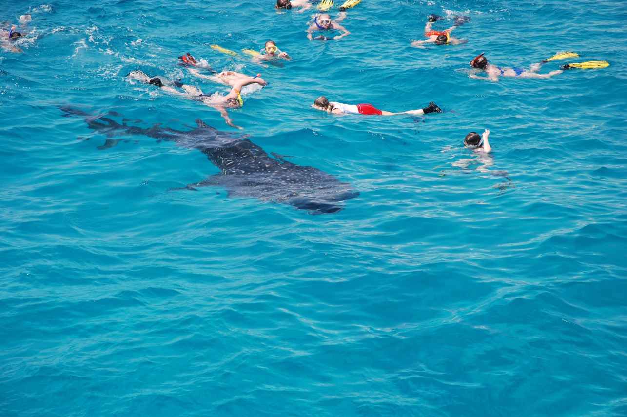 Snorkelling  - Theia