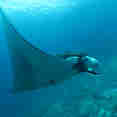 Manta Ray - The Junk