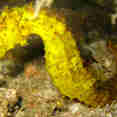 Marine Life - The Junk