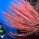 Stunning corals in Komodo